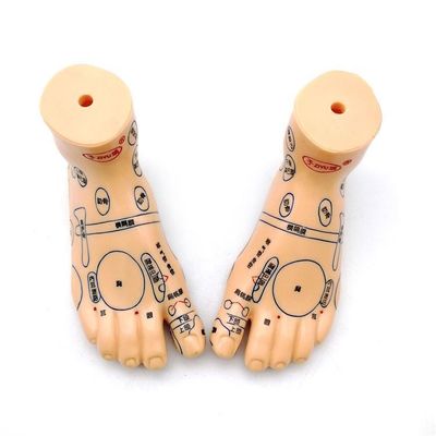 Chinese geneeskunde Acupunctuur Massage Hand Voet Oor Model Grootte Educatieve modellen Essentiële apparatuur