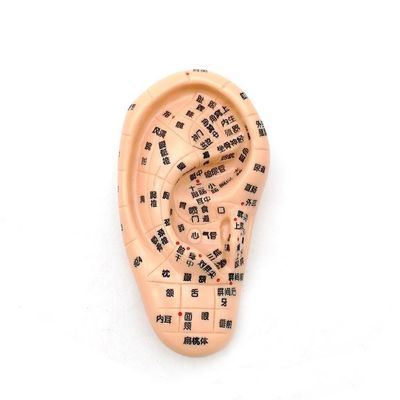 Chinese geneeskunde Acupunctuur Massage Hand Voet Oor Model Grootte Educatieve modellen Essentiële apparatuur