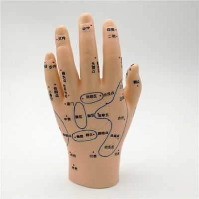 Chinese geneeskunde Acupunctuur Massage Hand Voet Oor Model Grootte Educatieve modellen Essentiële apparatuur