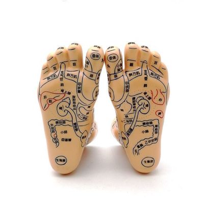 Chinese geneeskunde Acupunctuur Massage Hand Voet Oor Model Grootte Educatieve modellen Essentiële apparatuur