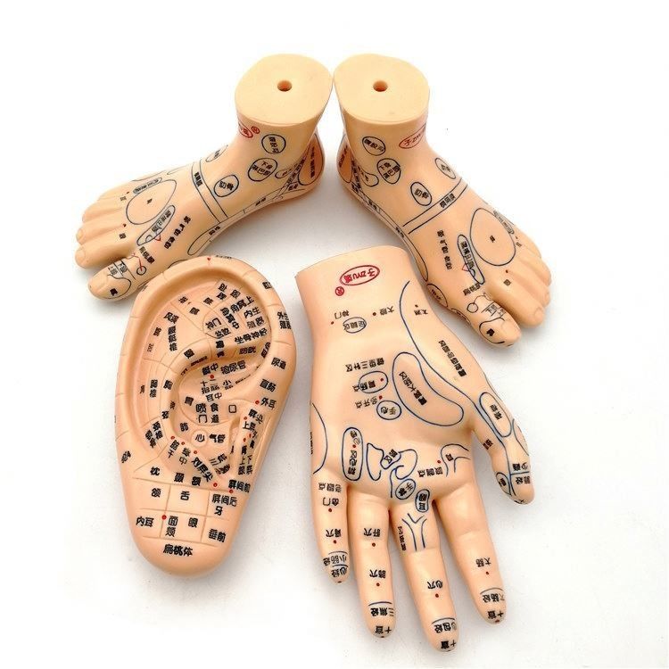 Chinese geneeskunde Acupunctuur Massage Hand Voet Oor Model Grootte Educatieve modellen Essentiële apparatuur